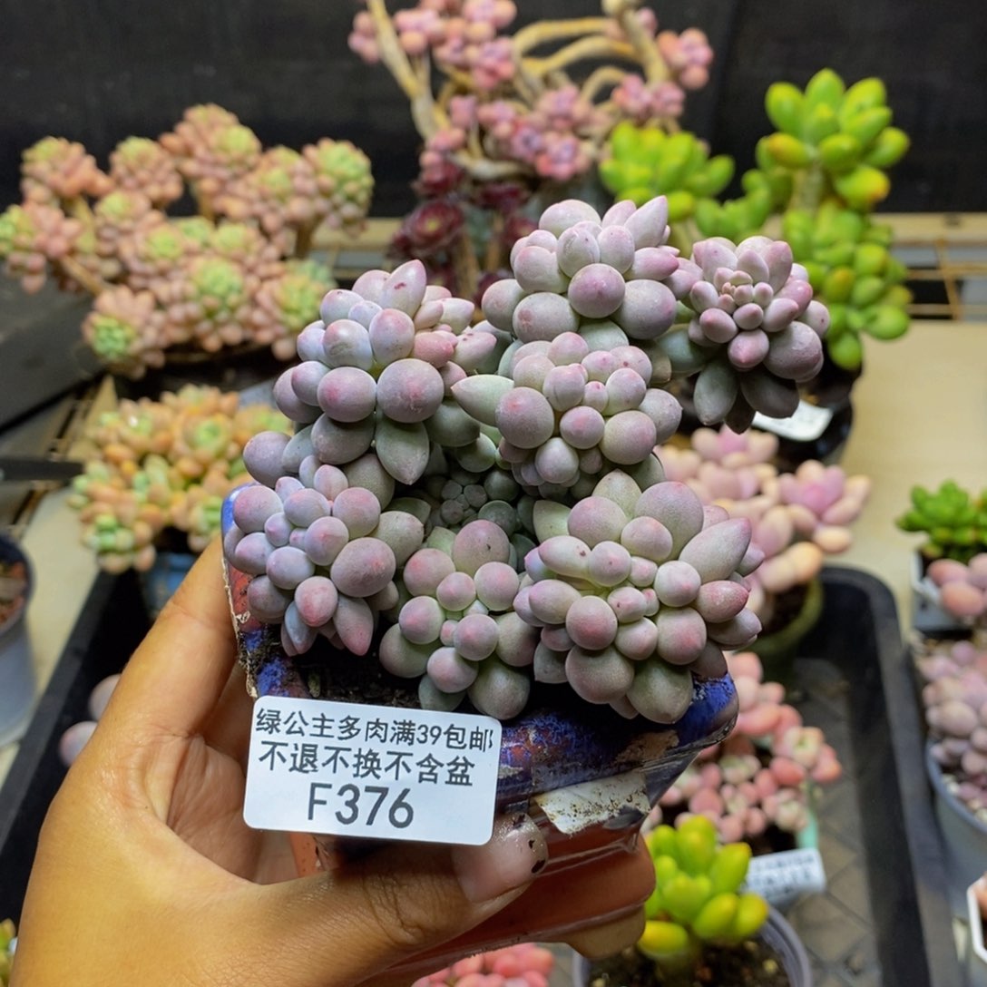 376香水手指奶多肉9c m