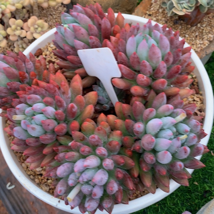 珠***珠多苦植物66272722小时6263772