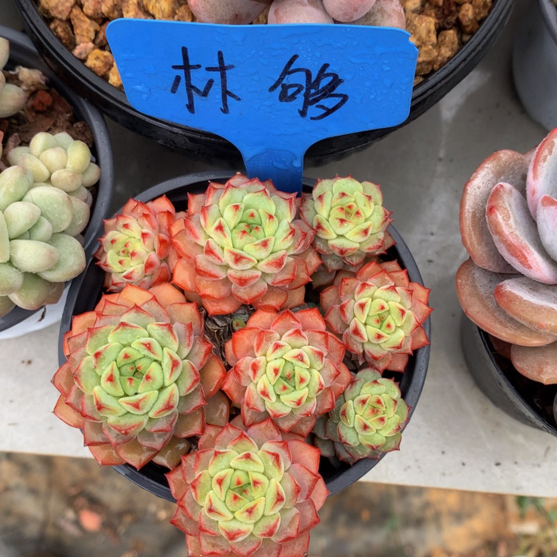 熊猫脸525262526262