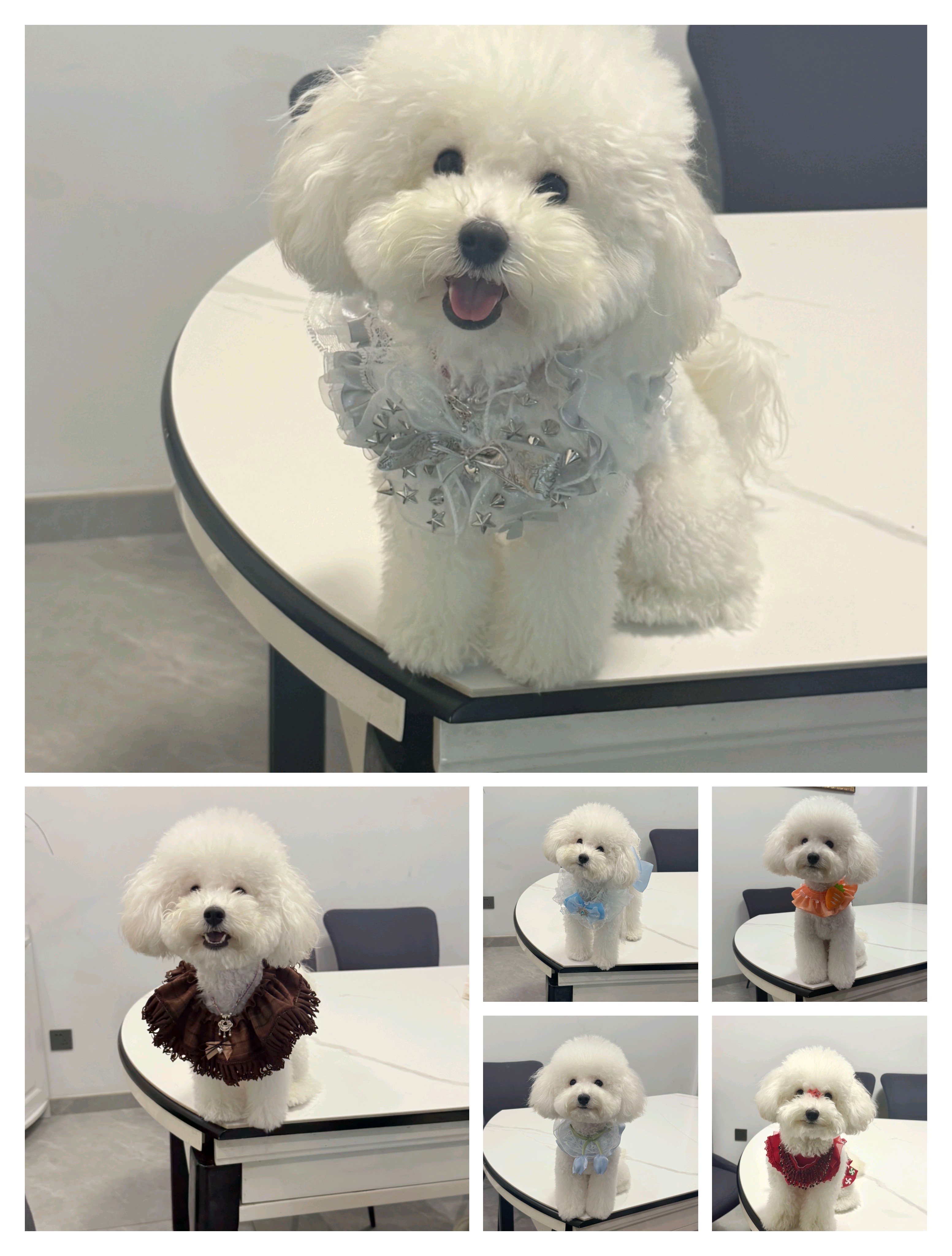 2号链接-宠物口水巾围脖（直播拍）