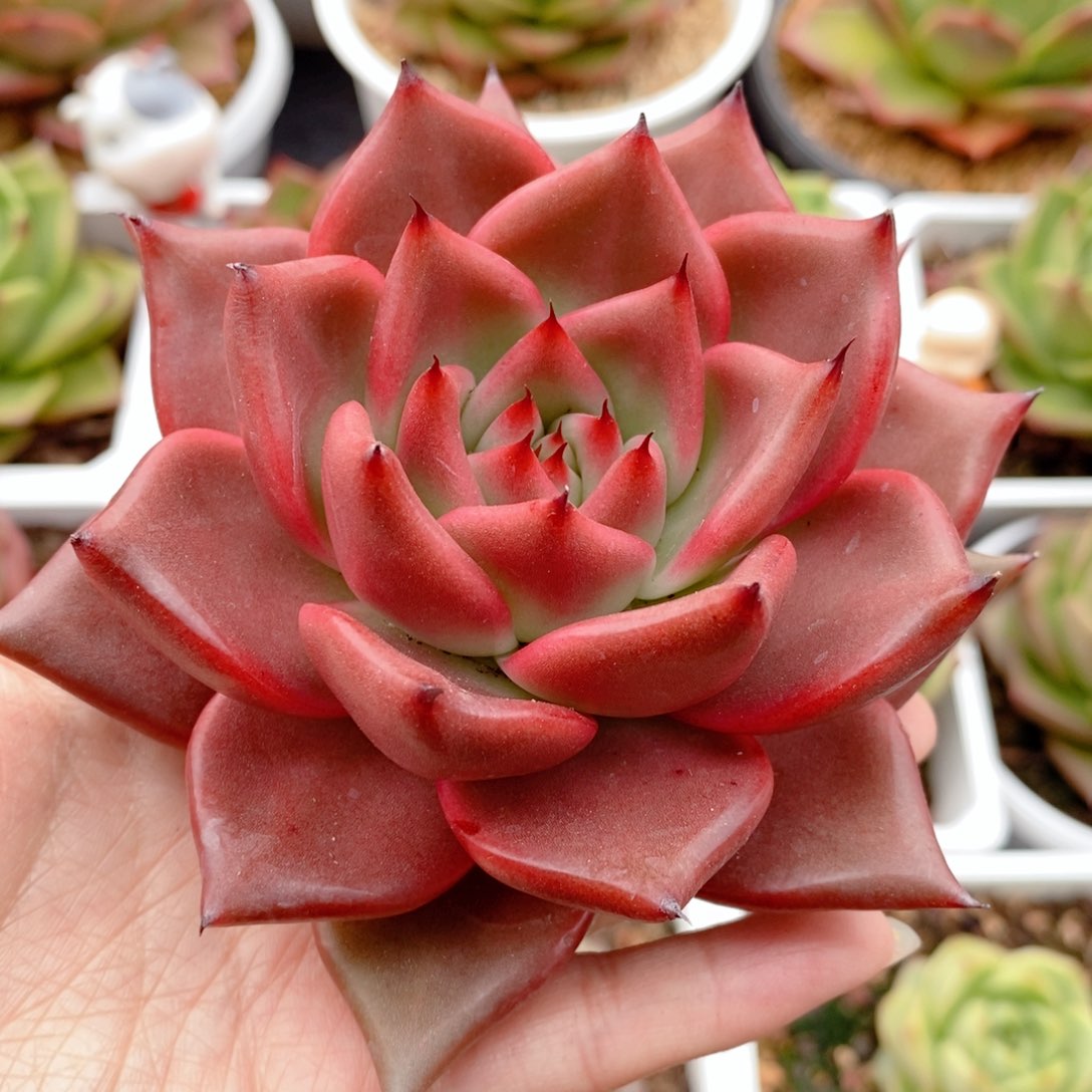 221 号东云系多肉植物