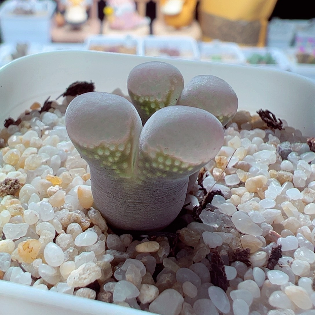 915-272多肉多肉翻窗透窗