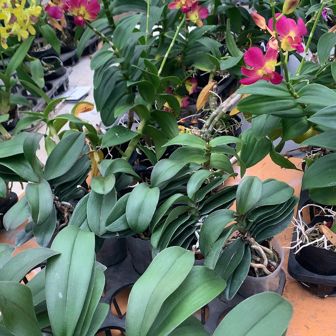 完全开放黄金宝贝