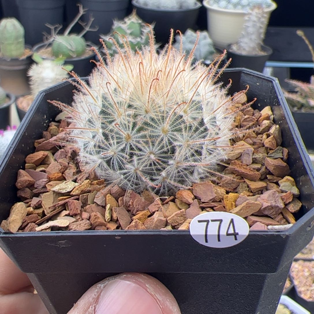 阳炎丸实生一物一拍774