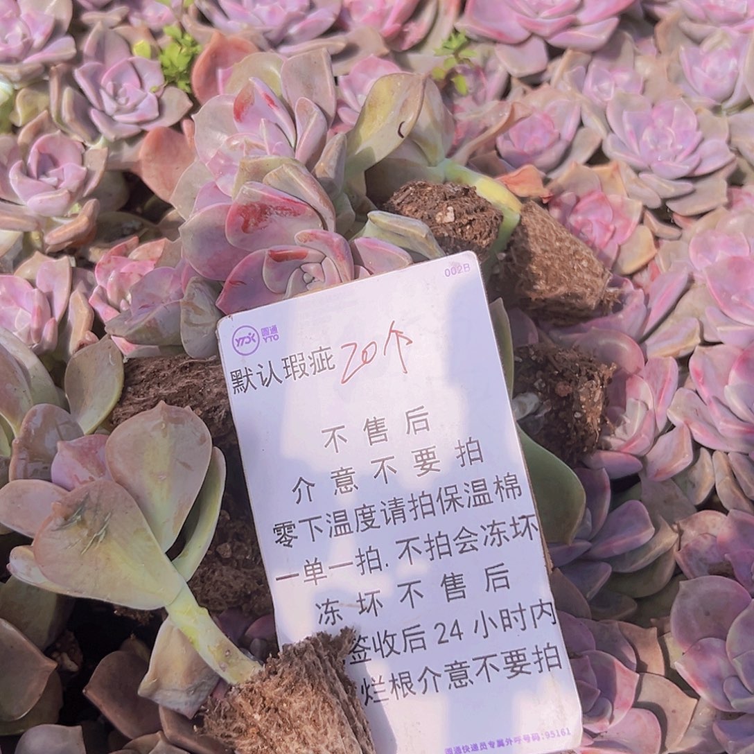 紫乐单头苗20个默认瑕疵