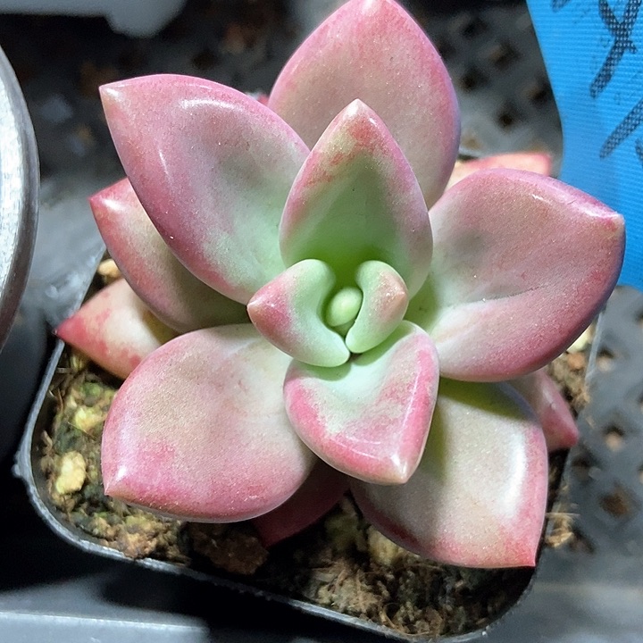 多肉植物a 121多肉