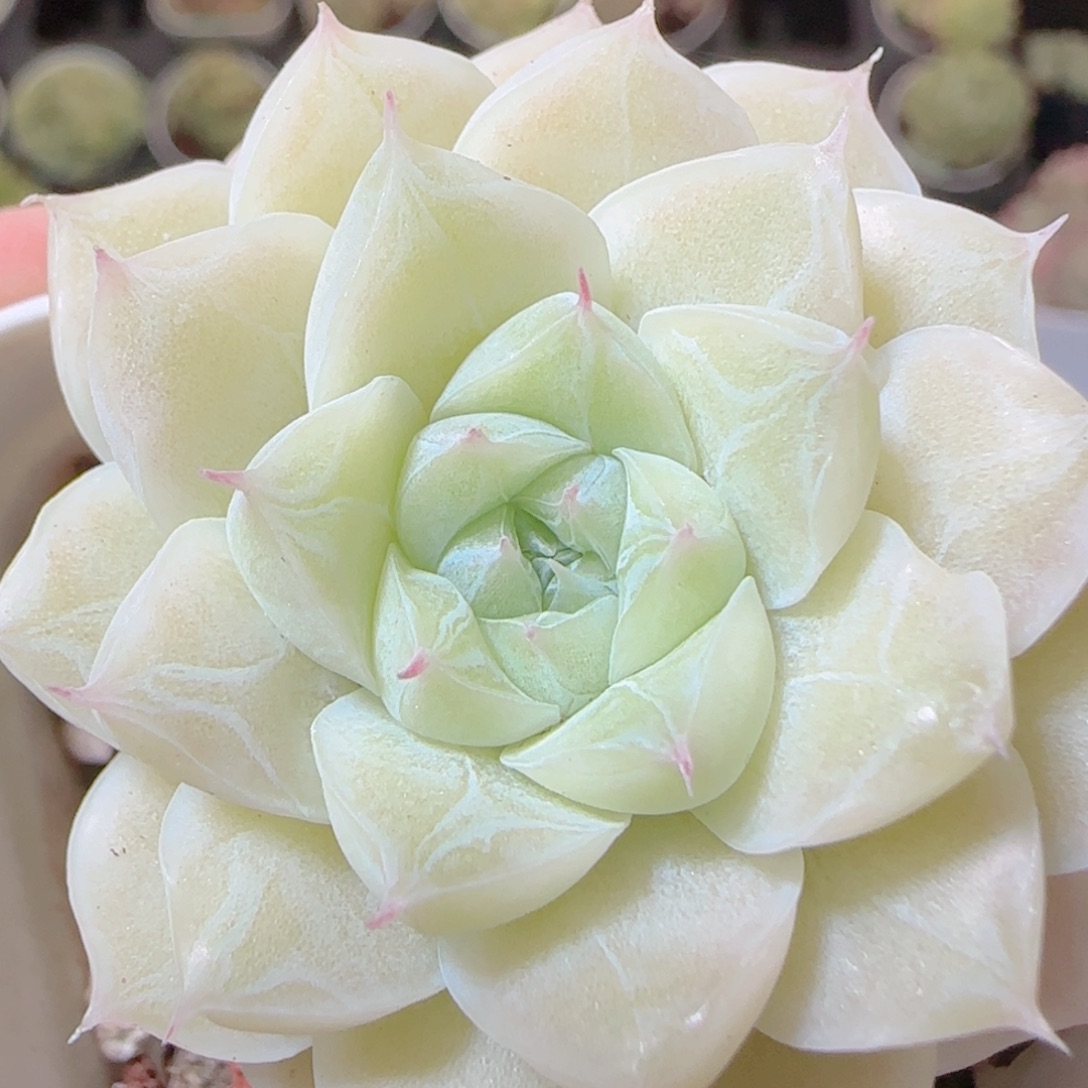 花语逸镜1116-255