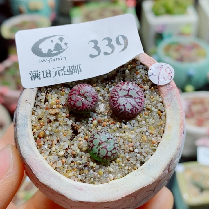 生石花花花花花花花花339