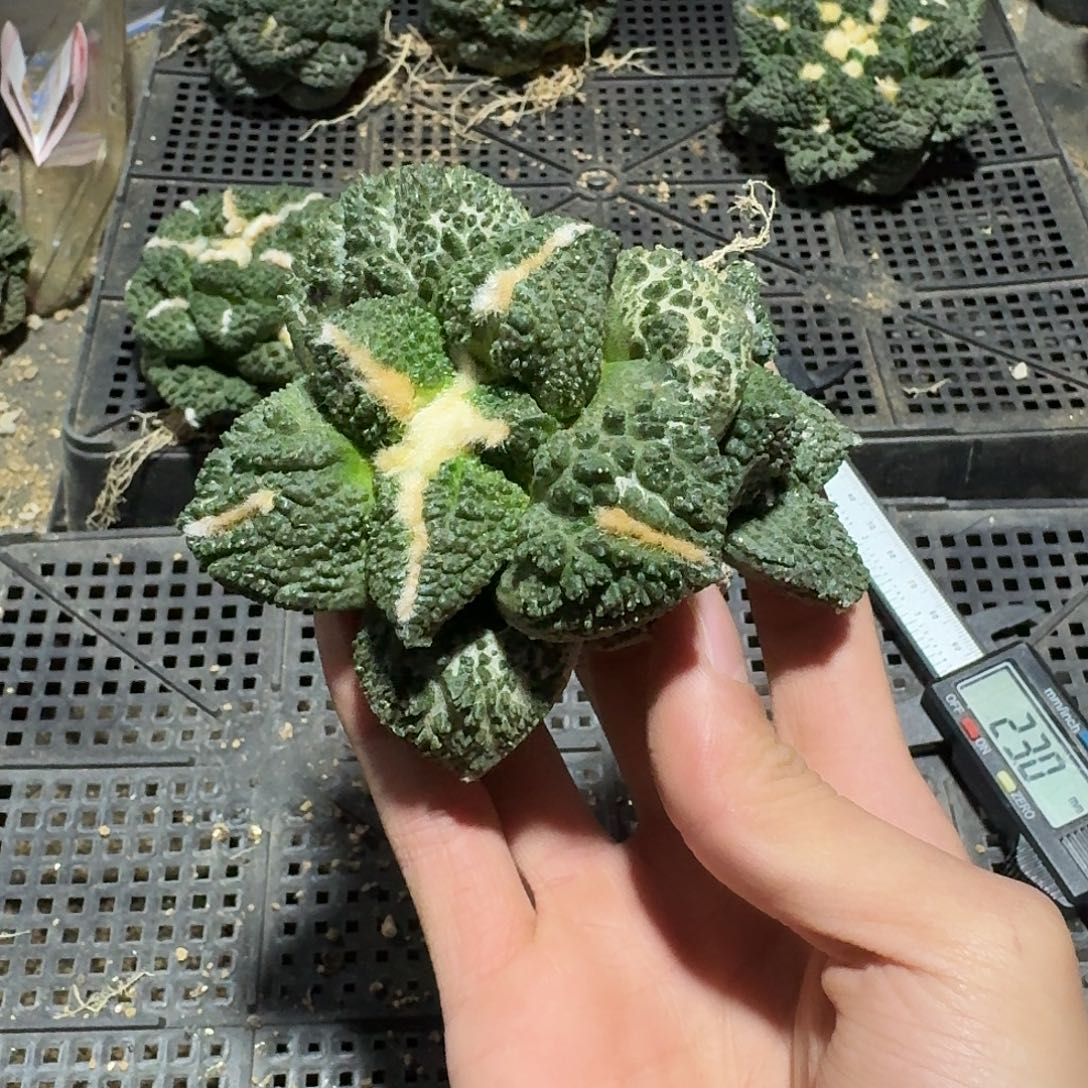 957好仙人球萝卜根