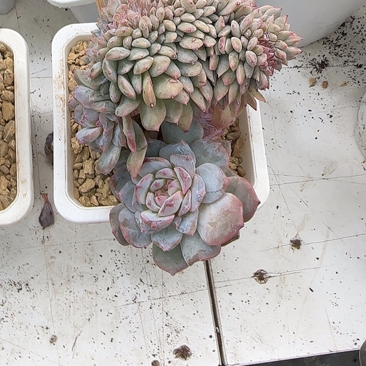 阳***烈青蛙王子儿童牙膏套装11