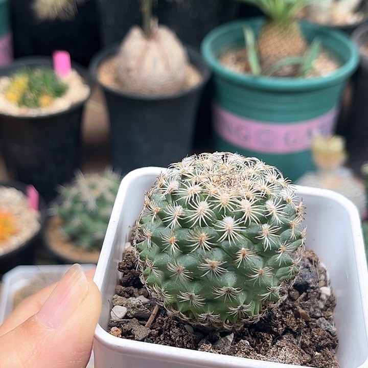 无花朵4.4cm伊莎贝拉实生母本