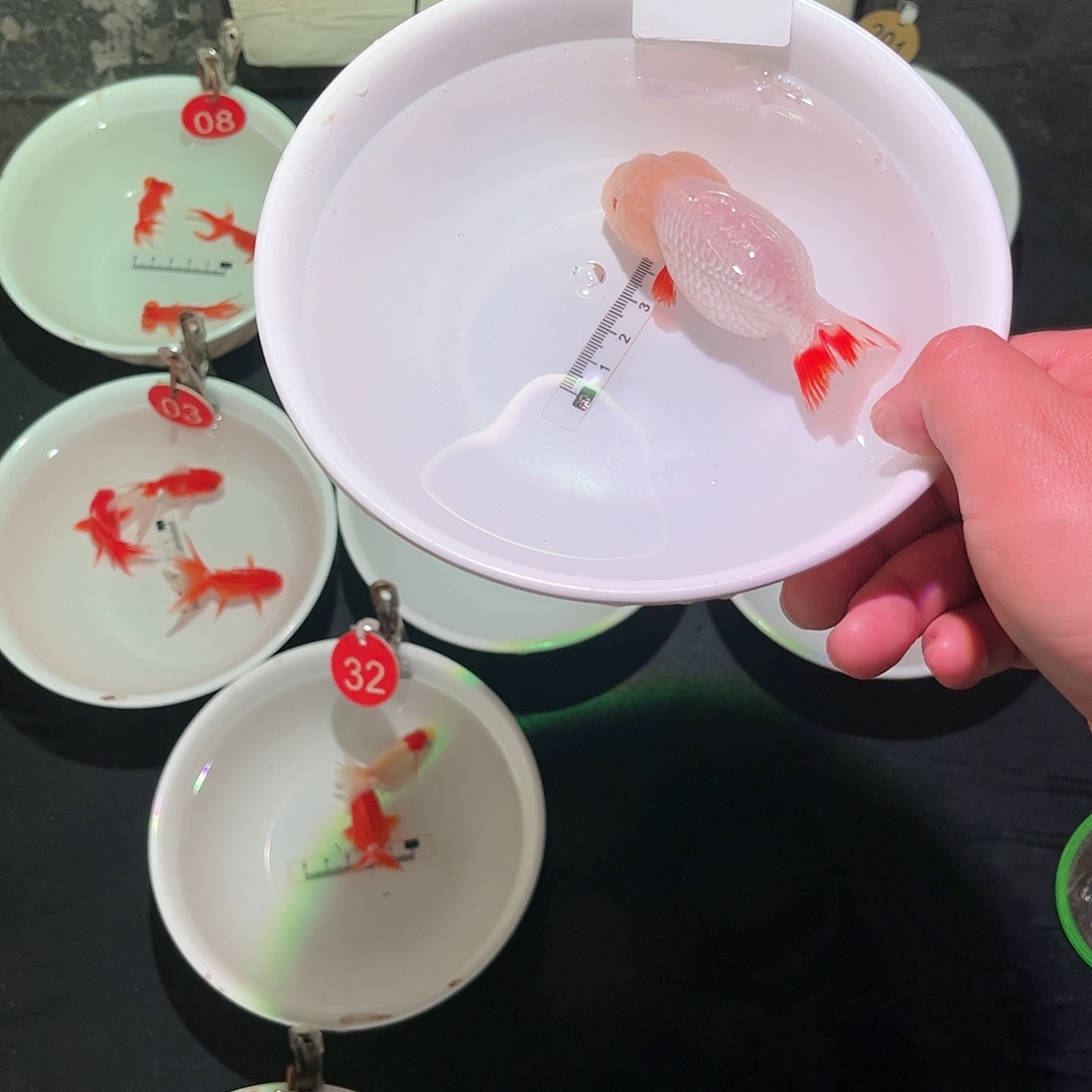 金鱼88888888888189