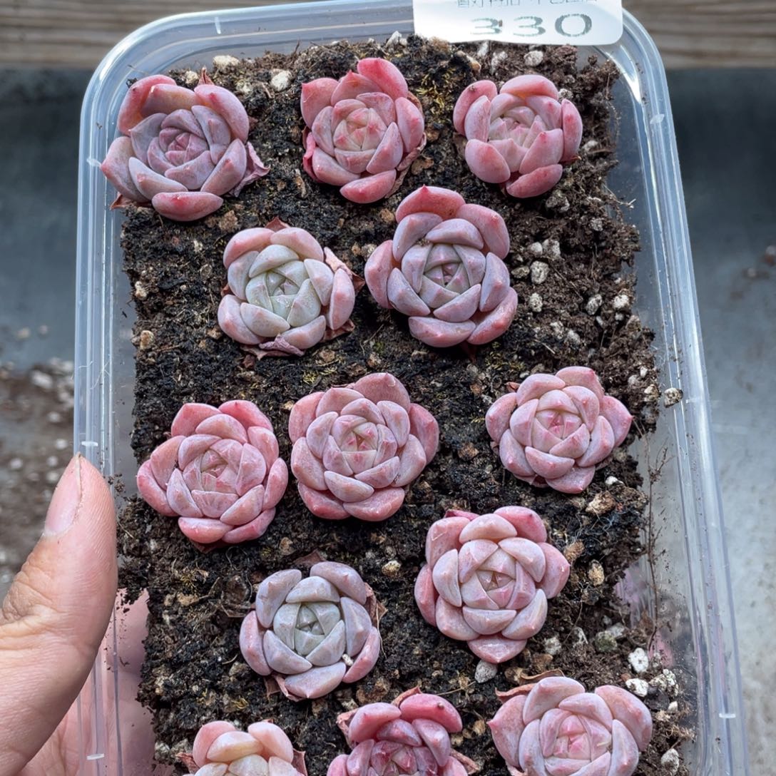 云糖心多肉植物330