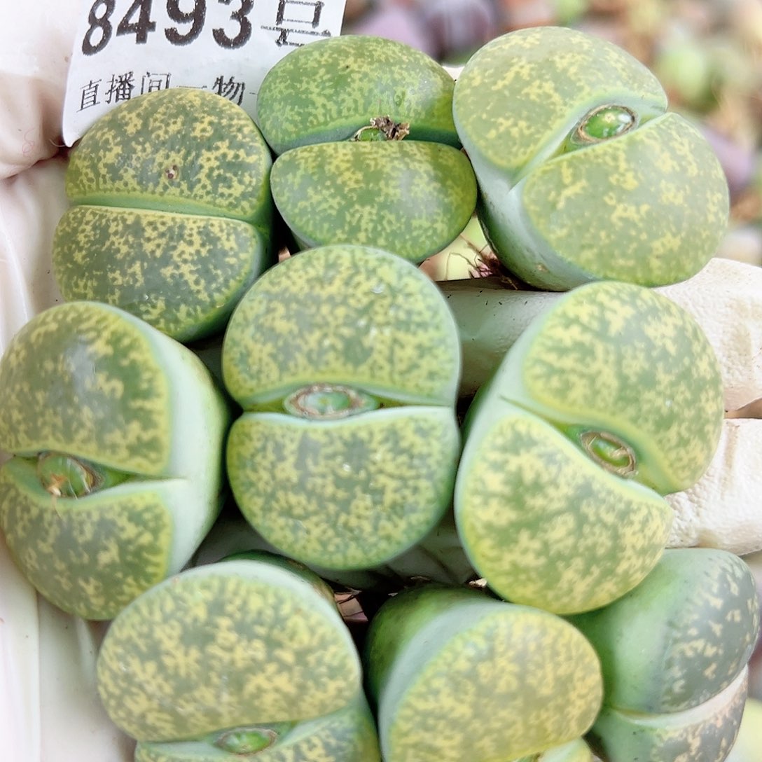 8493 好养易活生石花大母本9个大单头