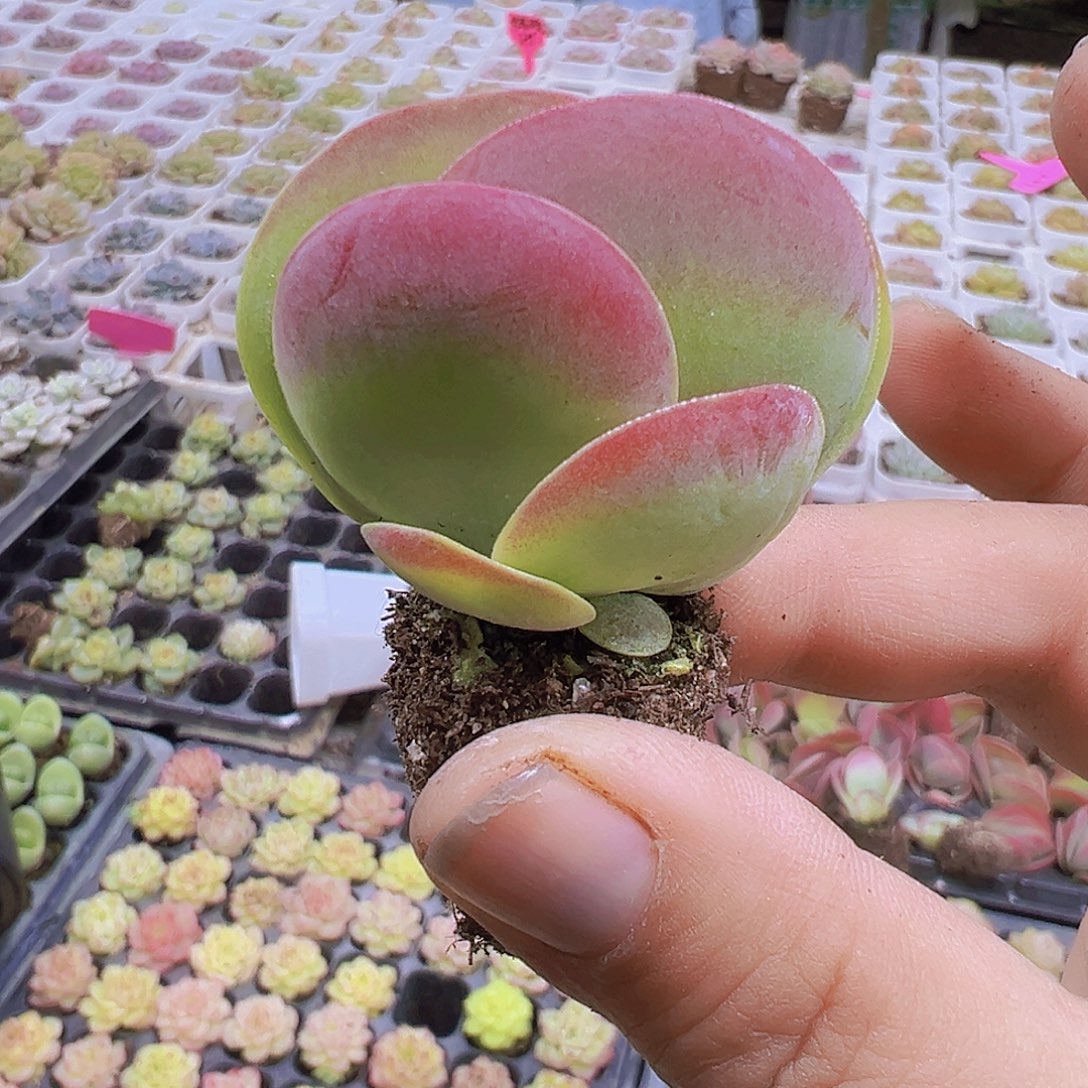 唐寅5个19包邮多肉植物