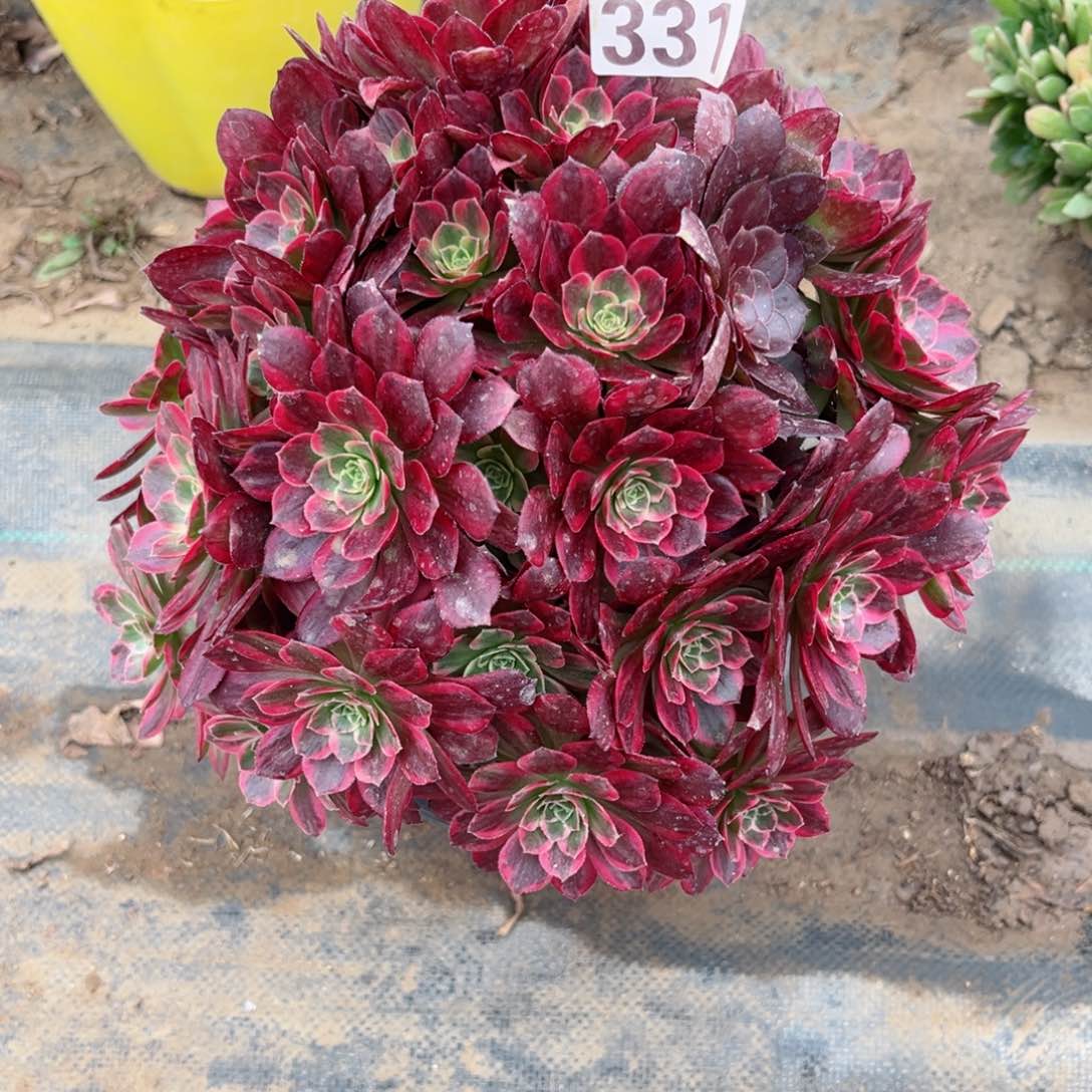 331安娜法师多肉植物