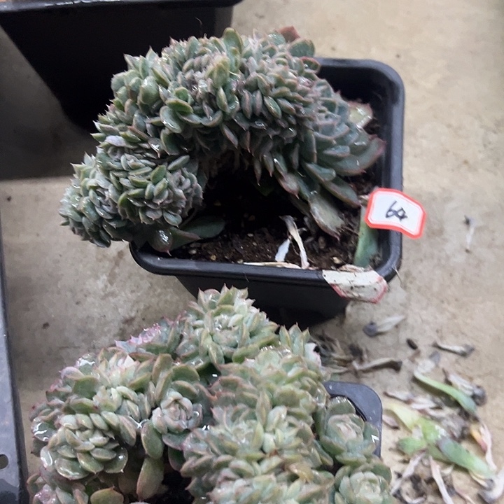 胜***哥一物一拍杂交多肉64