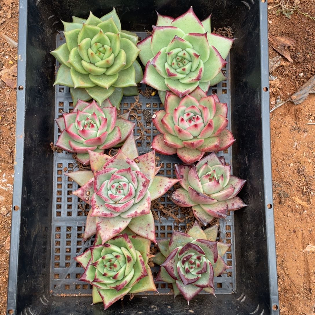 无花朵若如东云组拍E118