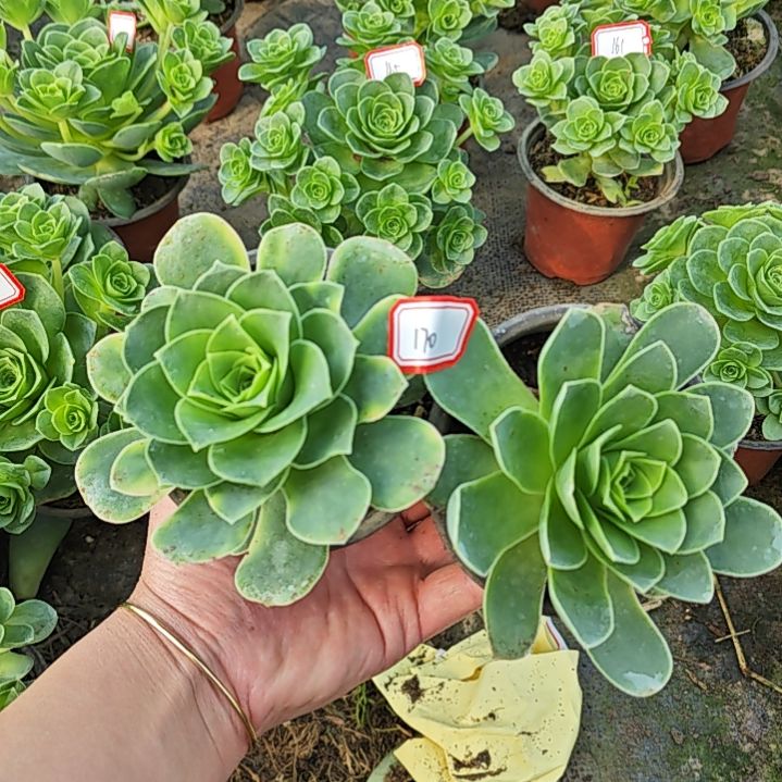 粉耶罗小的2颗 170