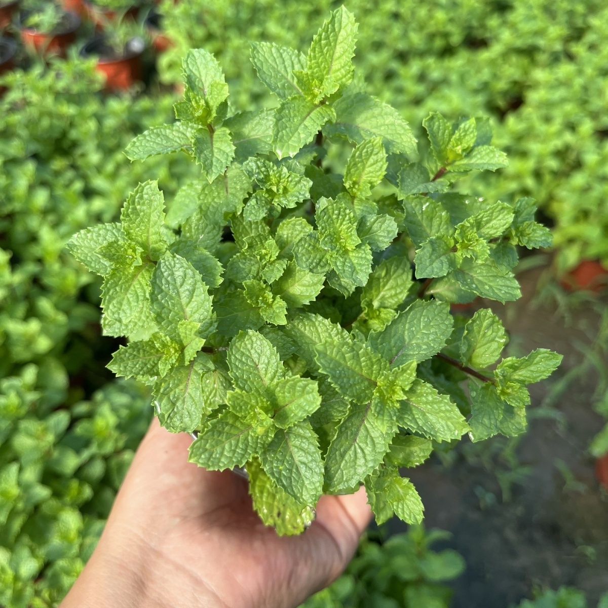 留兰香薄荷苗十香菜四季室内盆栽水培绿植清香驱蚊吸甲醛新鲜食用