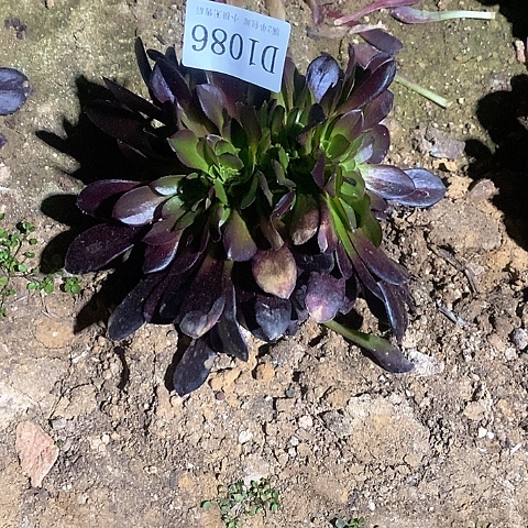 1086欧紫多肉法师锦缀化