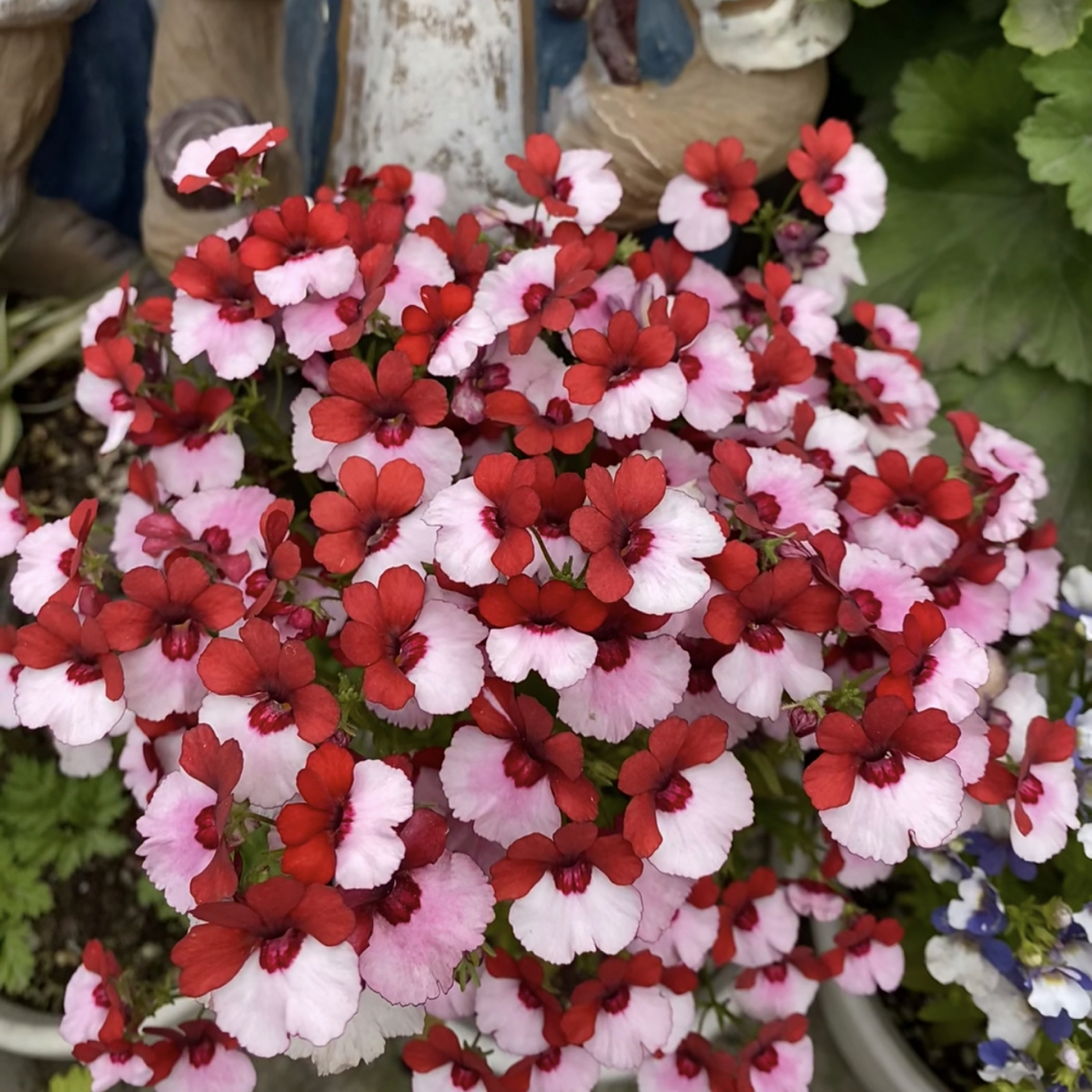 【小浆果·龙面花】超Q的！盆栽趣味家居植物