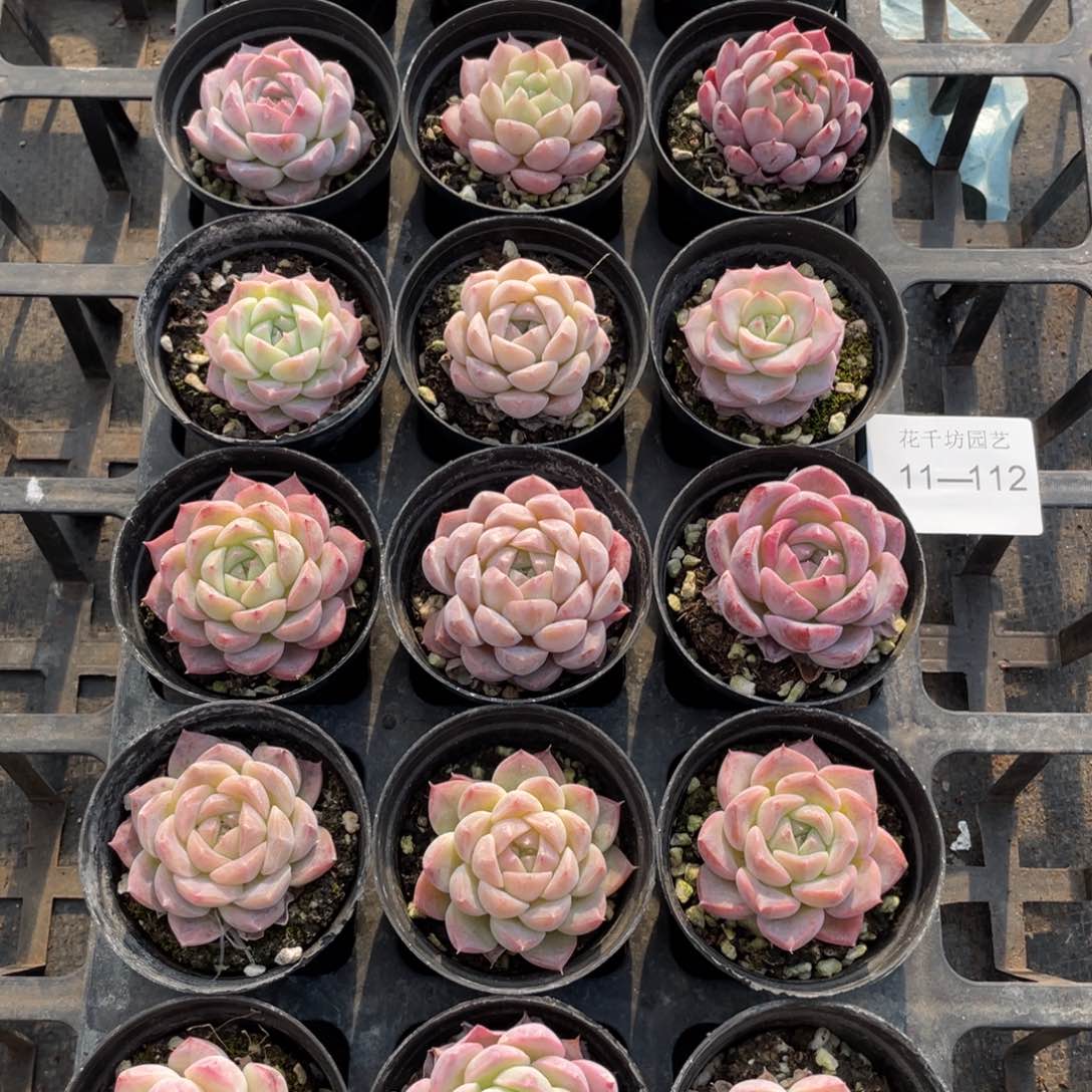 一物一拍18棵11-112