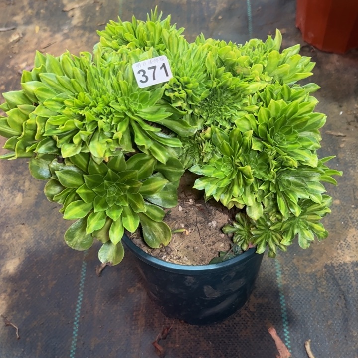 翡翠琉璃缀371多肉法师一物一拍