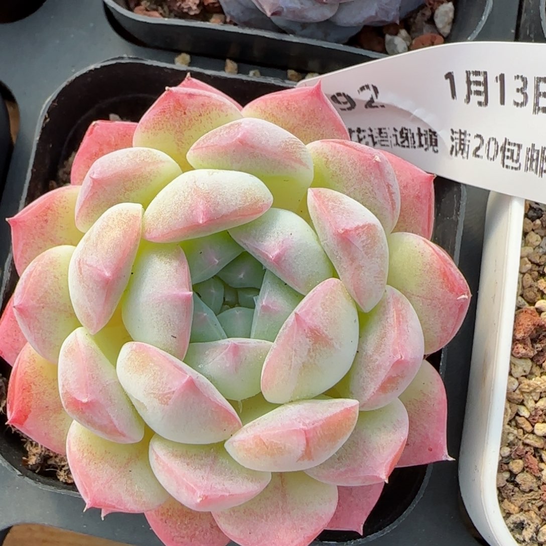 花语逸境0113-92白桃汽水优选