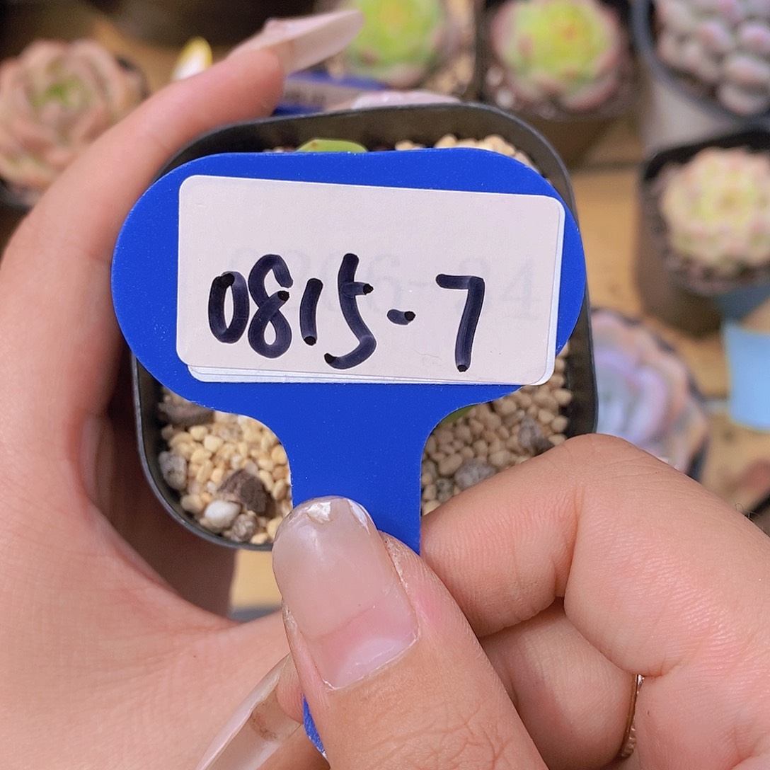 0815-7-福利珍妮单头一颗一物一拍