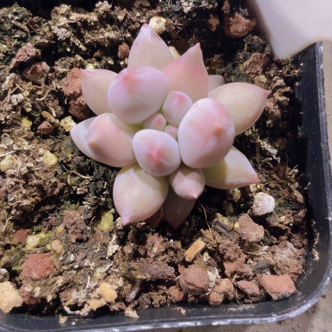 所罗门w444一物一拍多肉