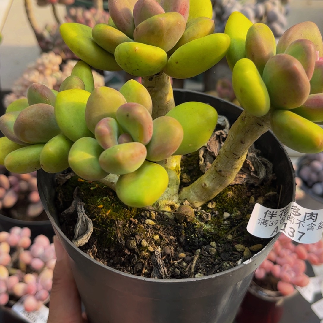 137芒果奶10cm多肉植物