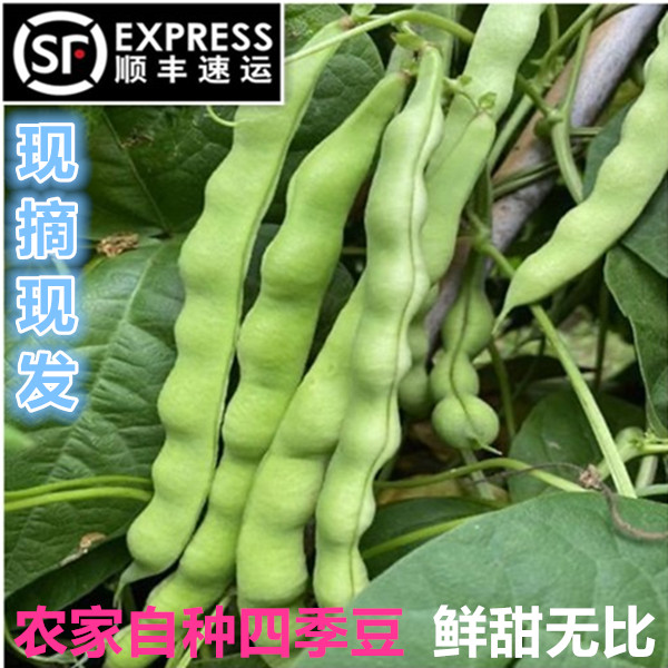 贵州农户自种新鲜四季豆棒豆豆角四季豆新鲜素瓜豆现摘现发