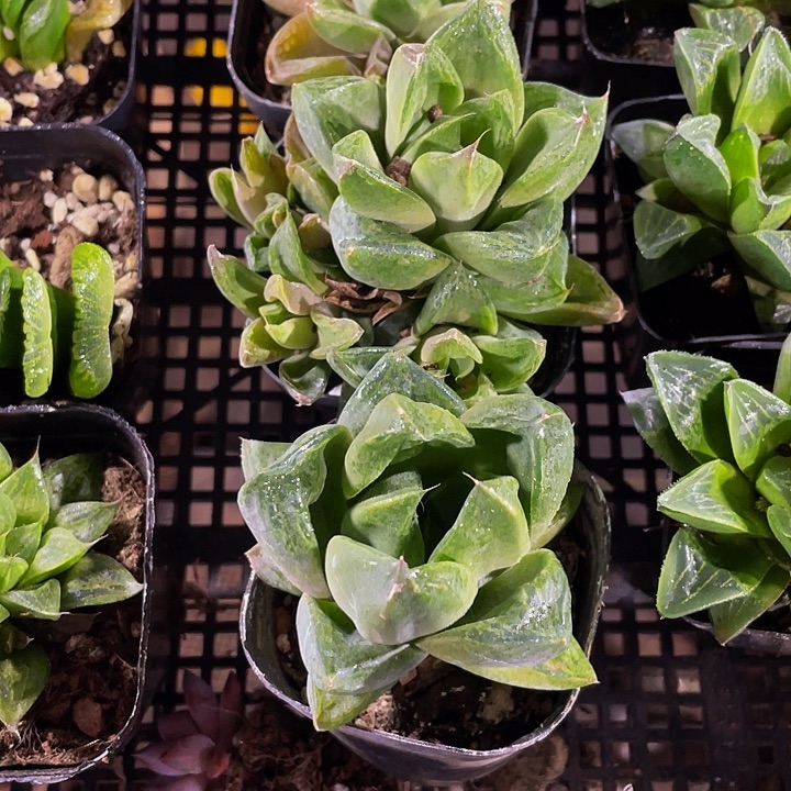 三仙寿带盆土发货