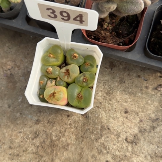 394毛汗尼多肉植物