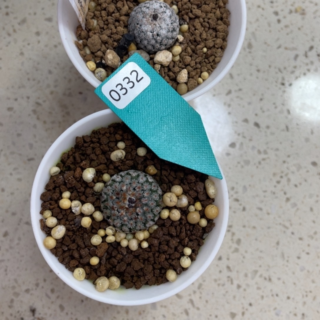 我***神0332        实生根