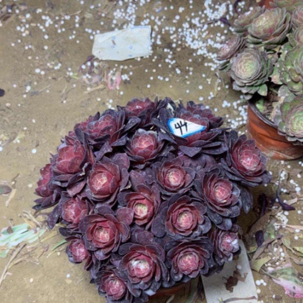 【闪购商品】多肉植物艾伦44