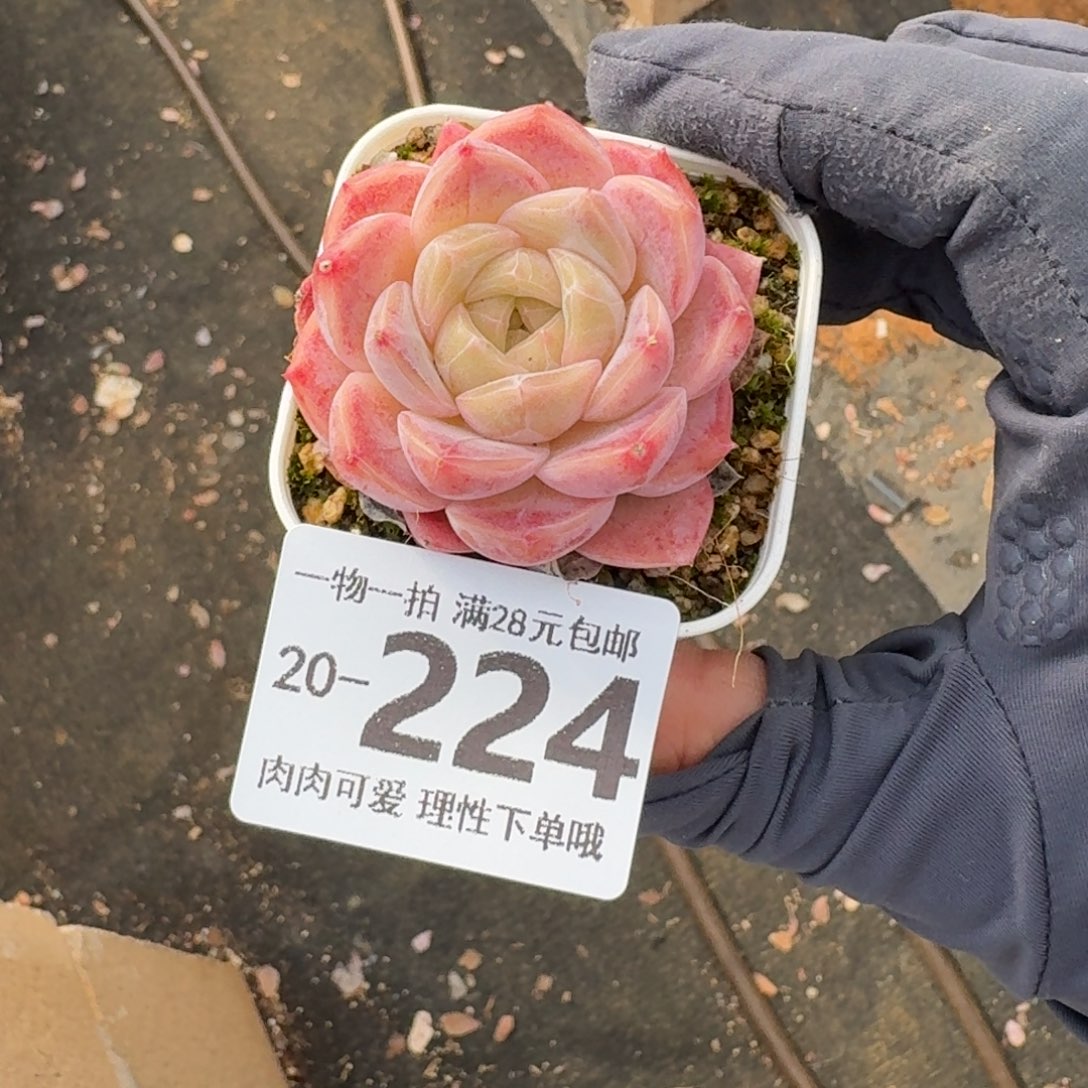 优选珍妮无盆土发货