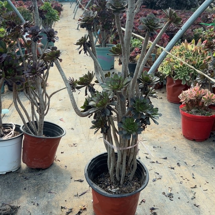 36灰法师多肉多肉多肉