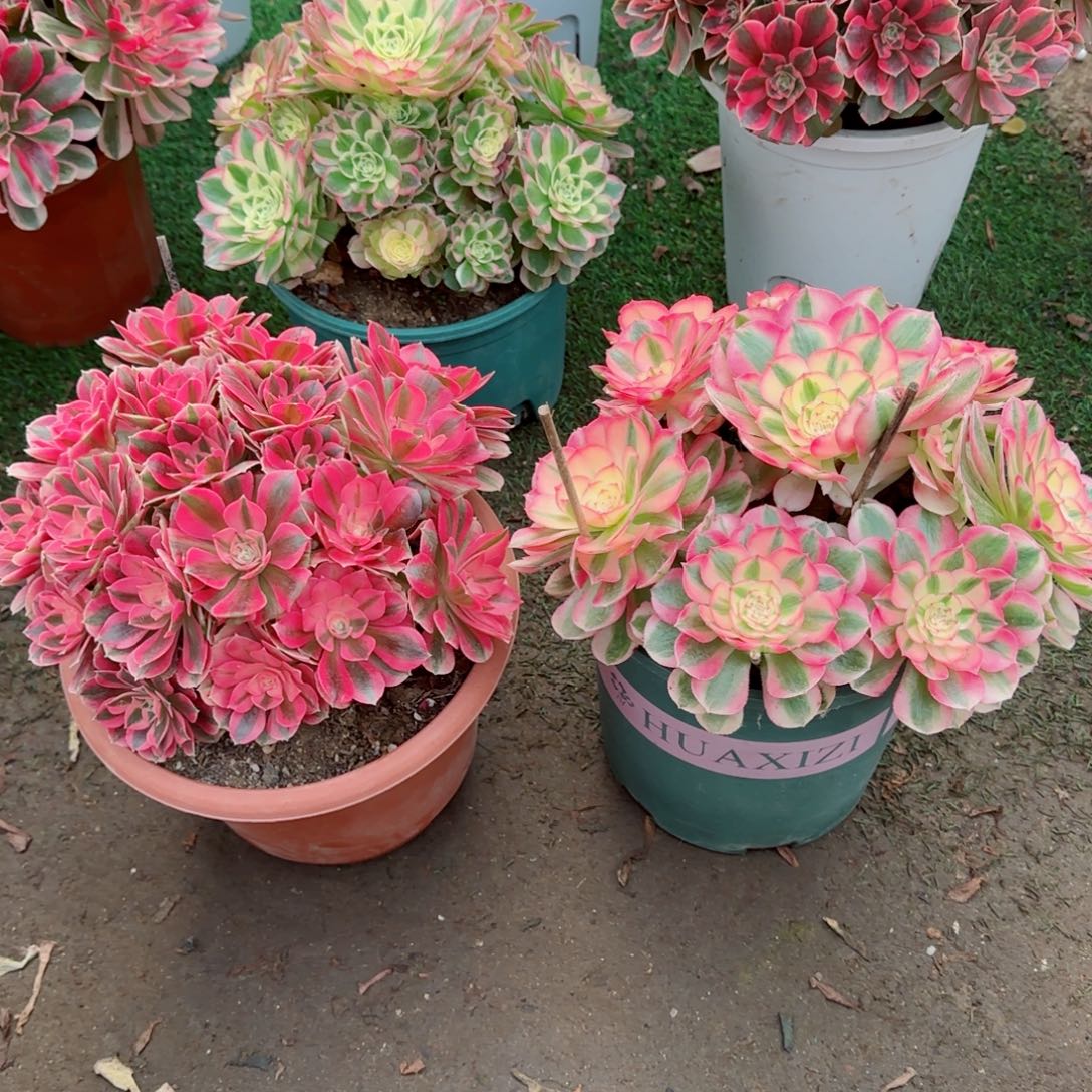 秀****粉女，倾城，多肉植物生长