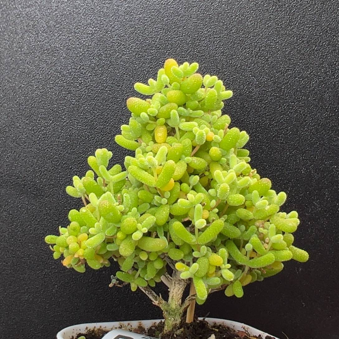 圣诞树dy3576精控粗腿金桔糖球冠幅6cm