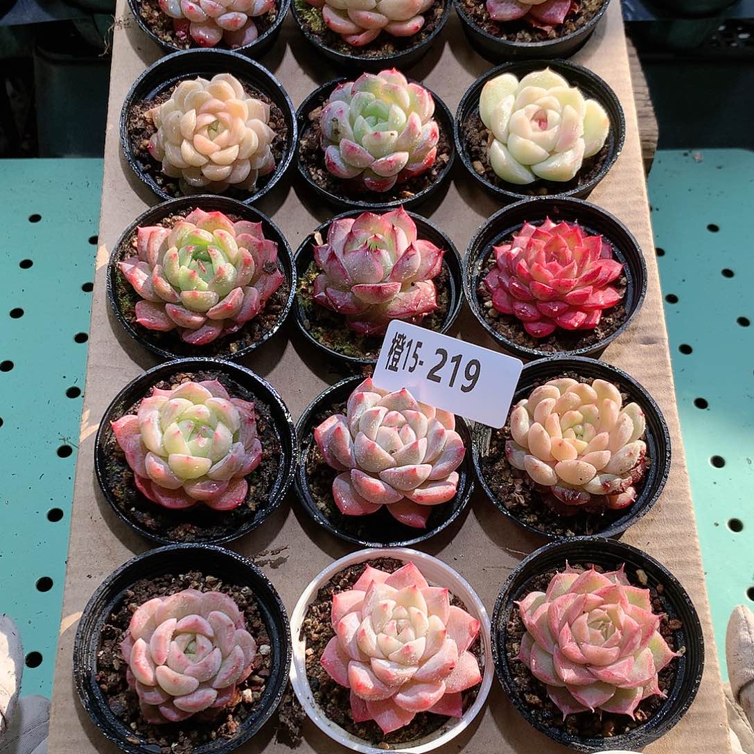 15-219一物一拍带盆18颗。