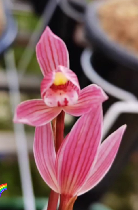 兰花一物一拍 (私拍不发)