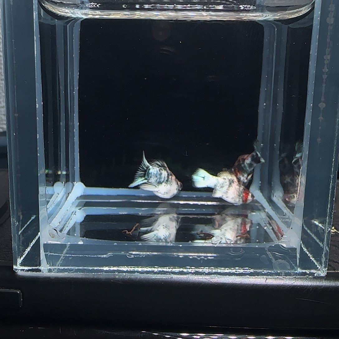 黑玛丽鱼红头三色苗