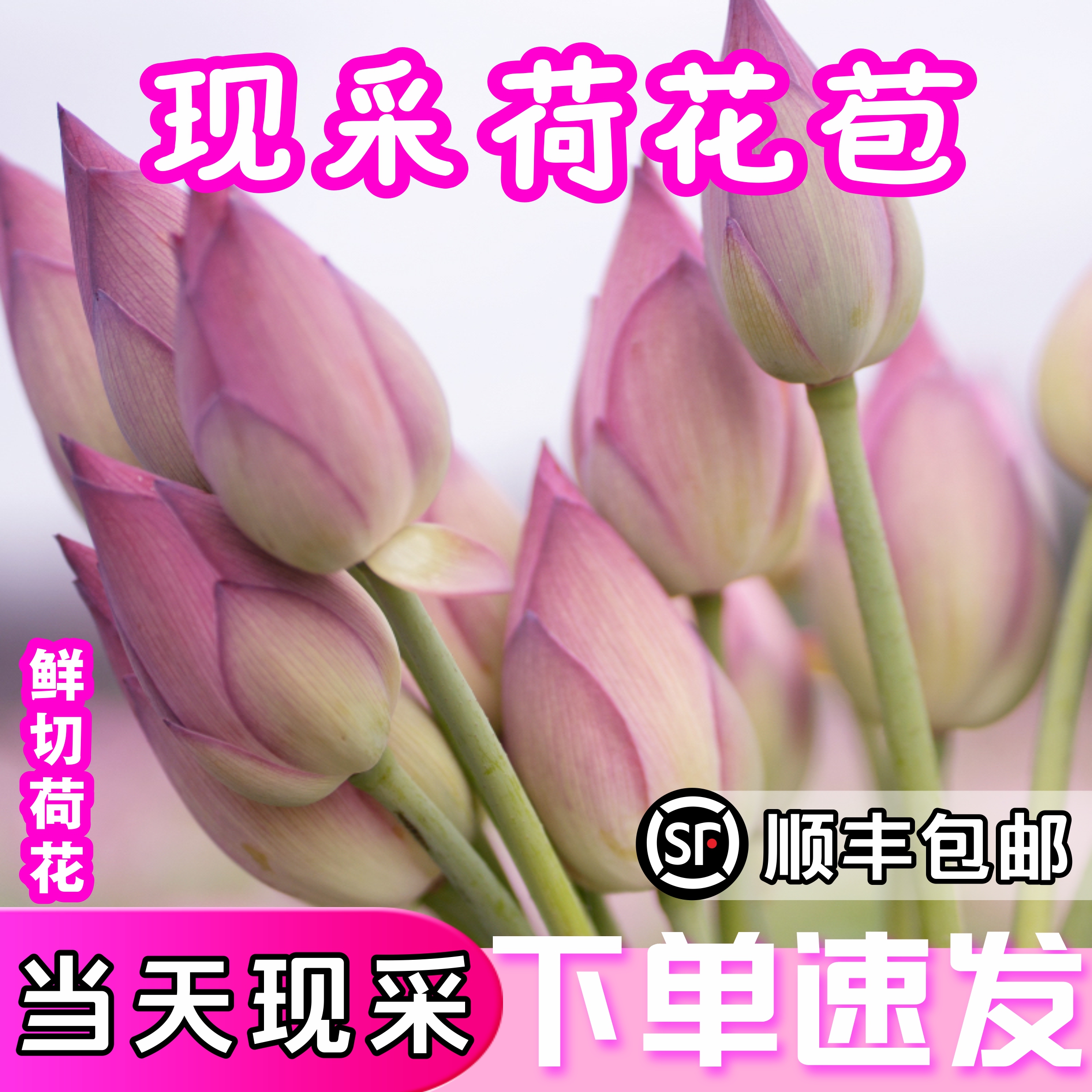 荷花鲜花现摘莲蓬新鲜采摘带杆荷花带花发货礼佛顺丰包邮荷花鲜花