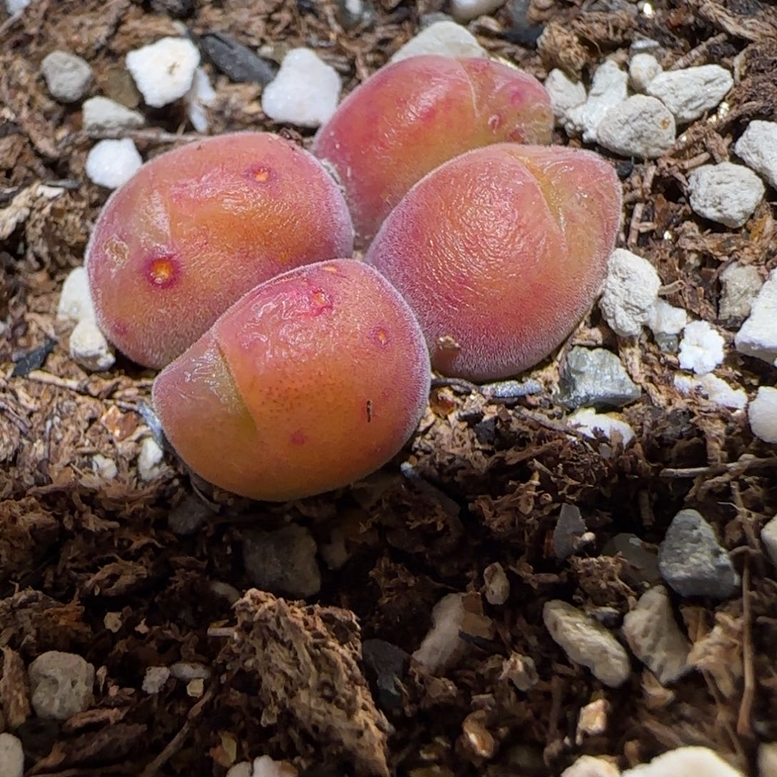 肉锥多肉植物百科-长毛翠滴916