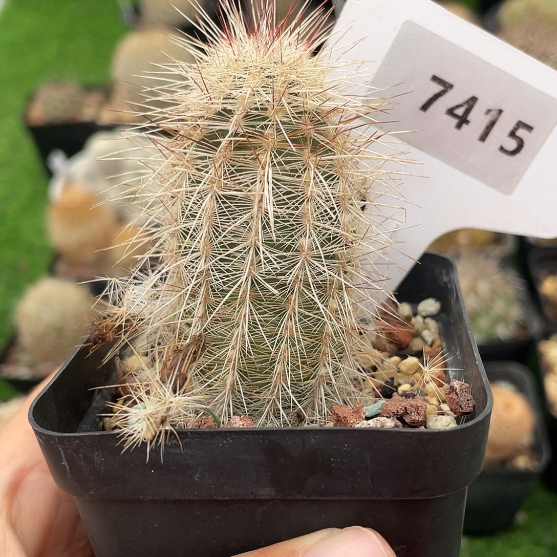 秋***营7415 白毛虾实生裸根发货