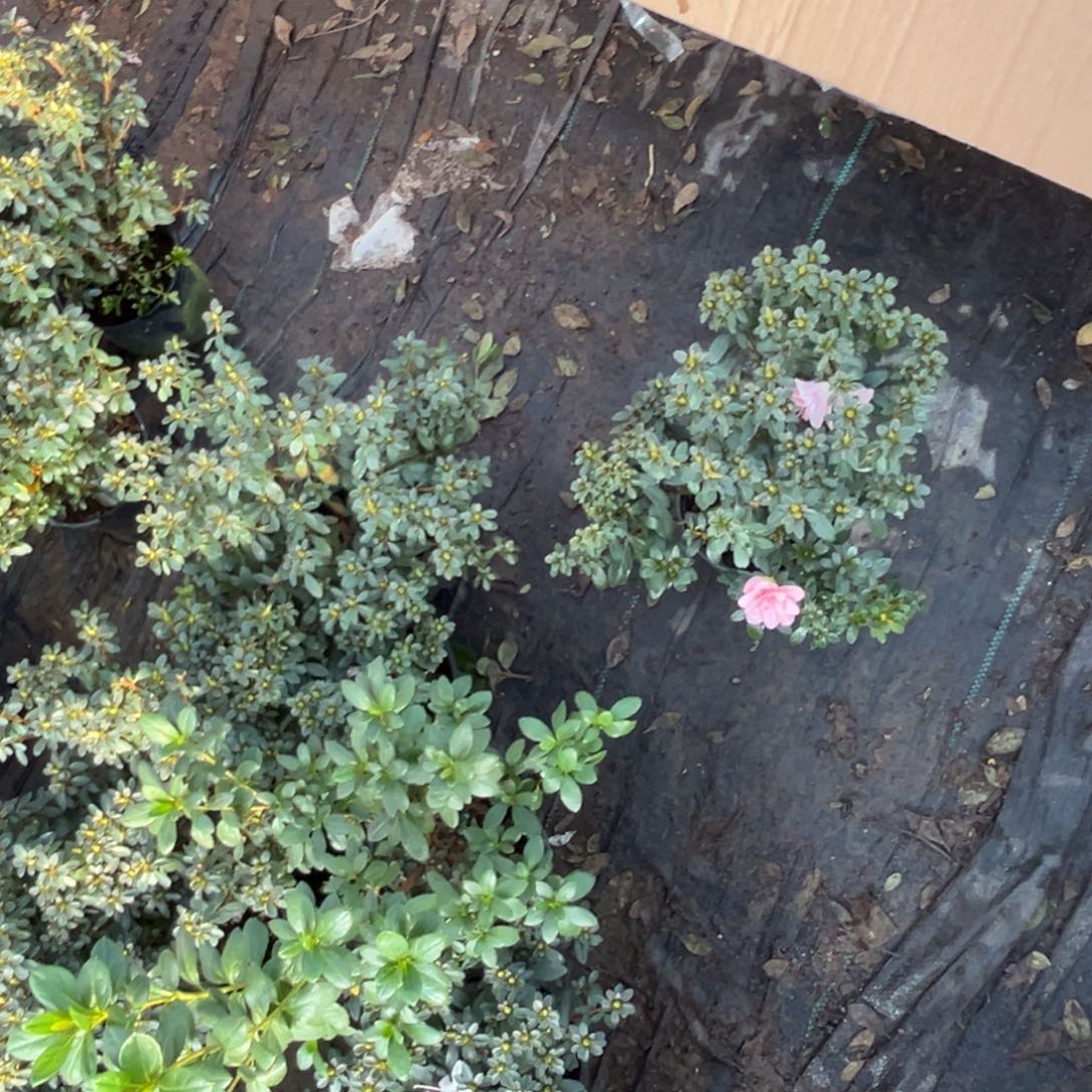 6***6完全开放小菊之舞