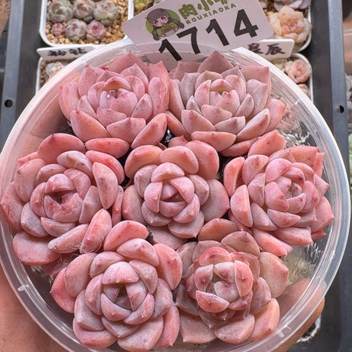 多肉植物多肉植物