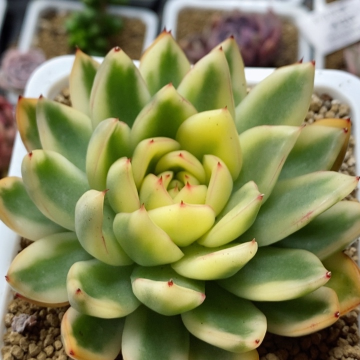 洛德汉娜锦  小方花圃一物一拍